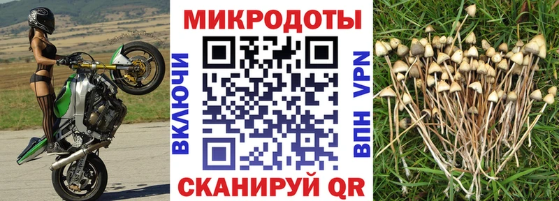 MEGA ONION Богданович Псилоцибиновые грибы мицелий